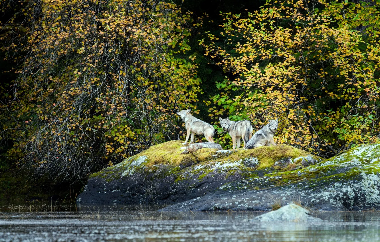 Photo wallpaper water, trees, wolf, predator, Canada, Vancouver, Canada, British Columbia