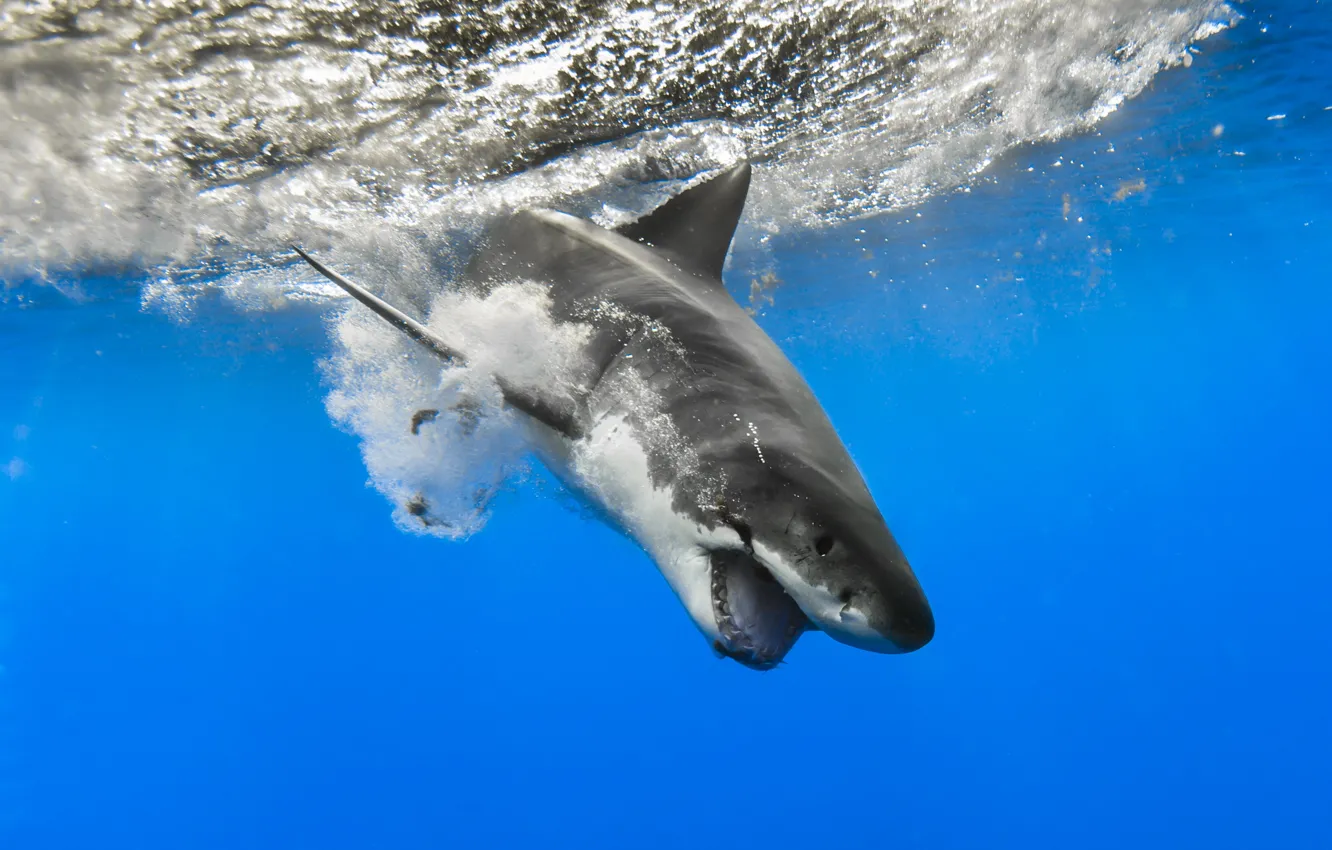 Photo wallpaper sea, nature, shark