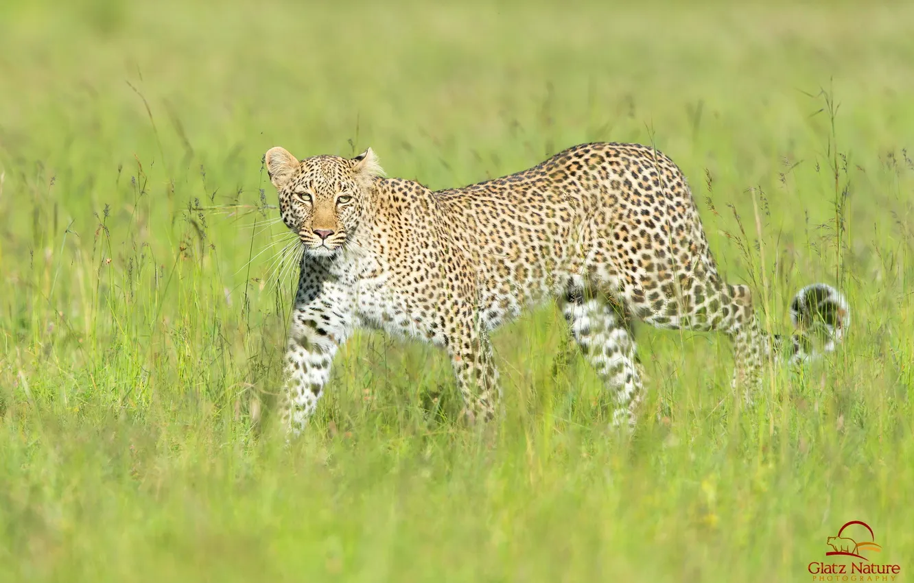 Photo wallpaper grass, predator, leopard, Savannah