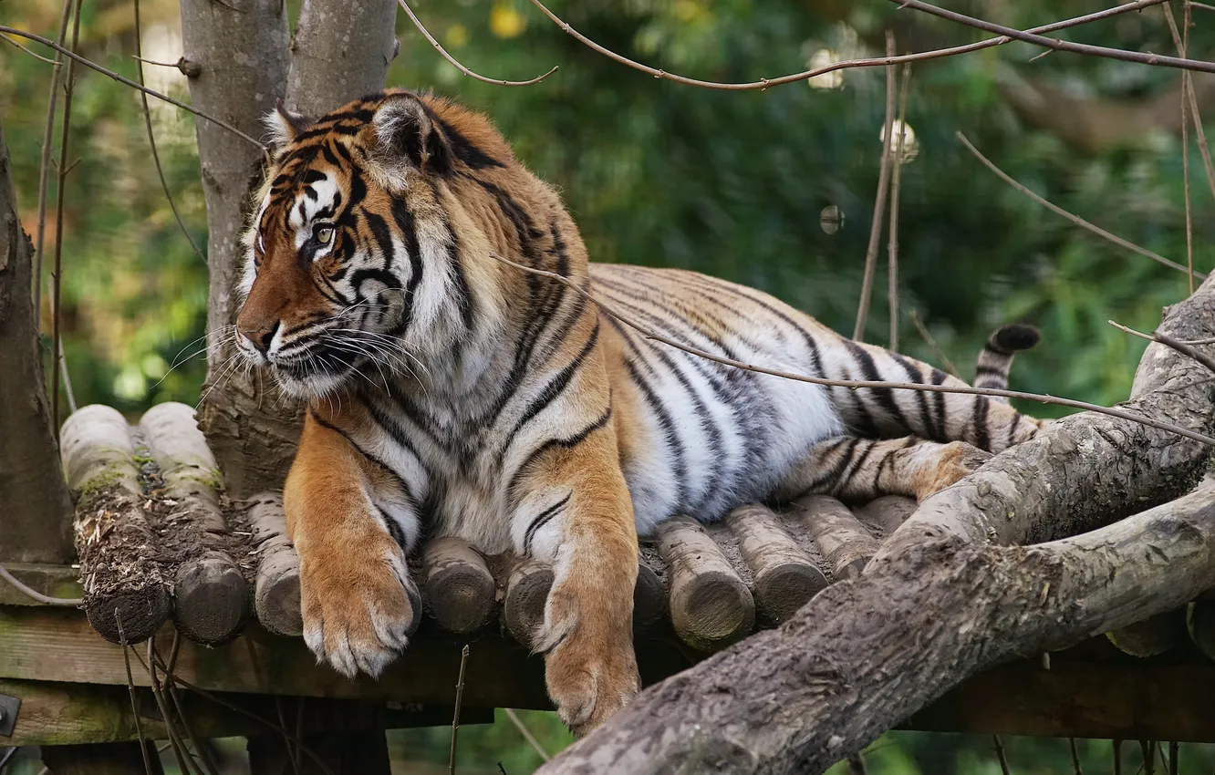 Photo wallpaper cat, strips, tiger, animal, predator