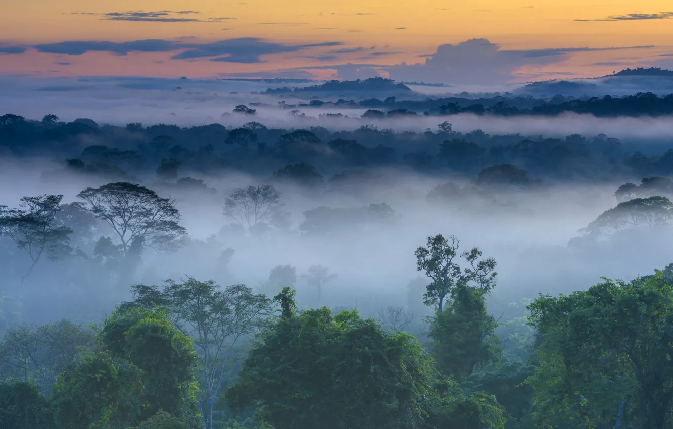 Photo wallpaper forest, fog, dawn, Brazil, Amazon