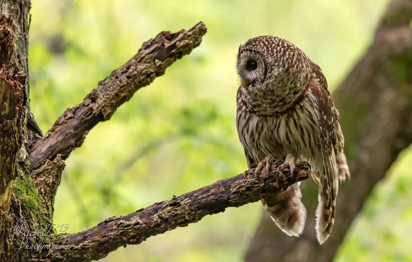 Photo wallpaper greens, trees, branches, nature, background, owl, bird, bokeh
