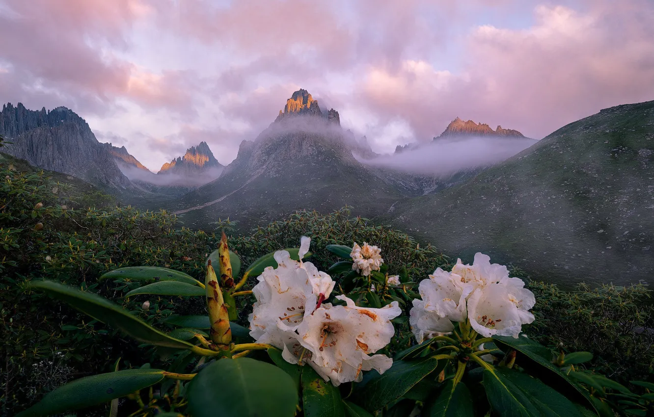 Photo wallpaper flowers, mountains, rhododendrons, fog, the bushes, Azalea