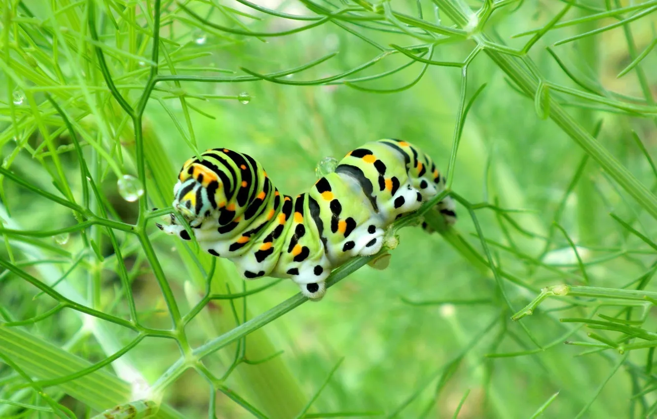 Photo wallpaper caterpillar, green, a blade of grass