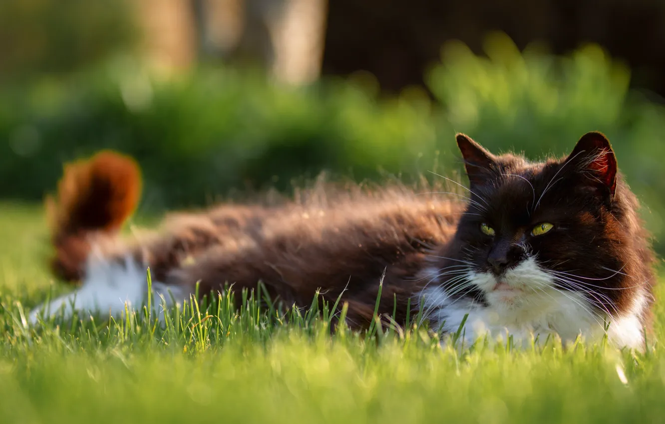 Photo wallpaper greens, cat, summer, grass, cat, look, face, nature