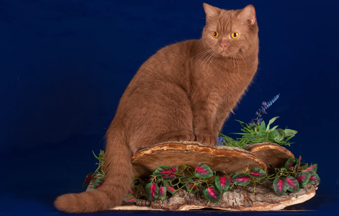 Photo wallpaper cat, tail, British