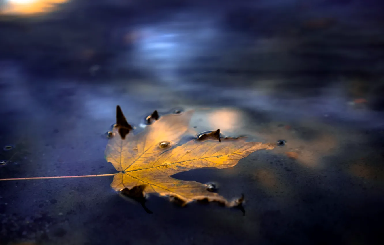 Photo wallpaper autumn, leaves, nature