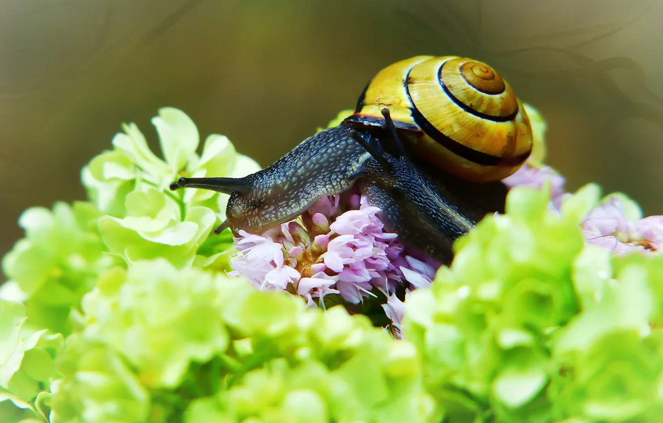 Photo wallpaper macro, flowers, background, two, snail, snails, petals, green