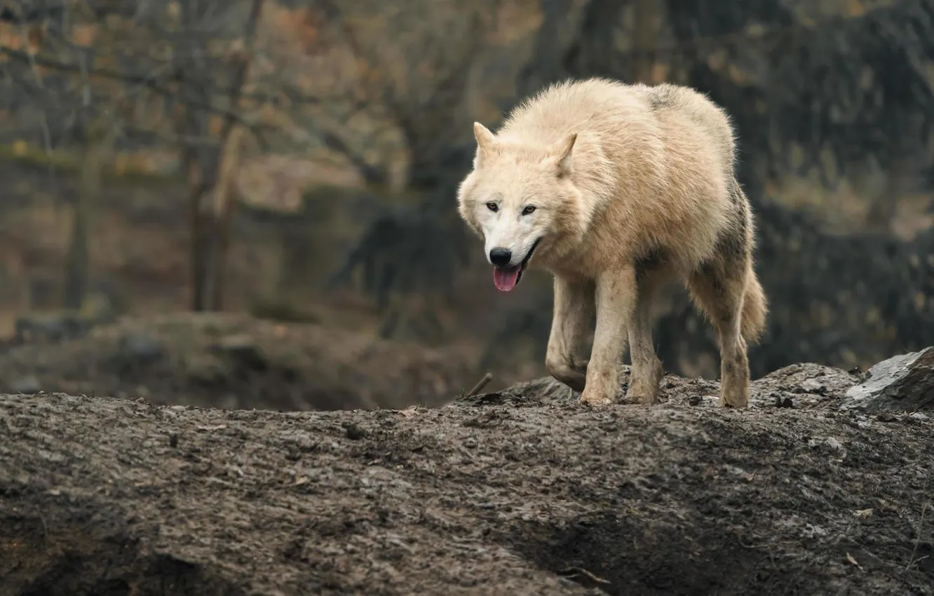 Photo wallpaper nature, Gray Wolf, face, animal, wolf, canis lupus, wildlife, head