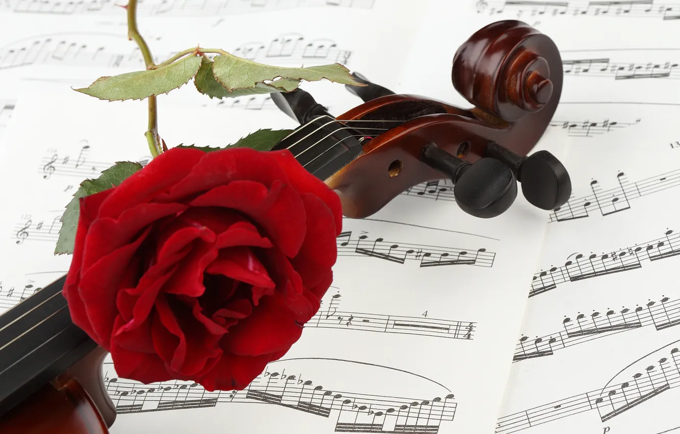Photo wallpaper flower, close-up, notes, violin, rose, red, bokeh