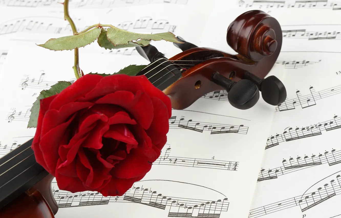 Photo wallpaper flowers, close-up, red, notes, violin, roses, bokeh