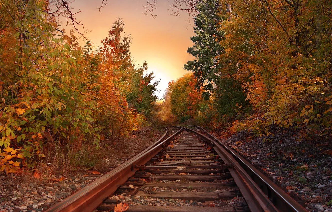 Photo wallpaper autumn, forest, foliage, rails, colors, forest, falling leaves, Autumn