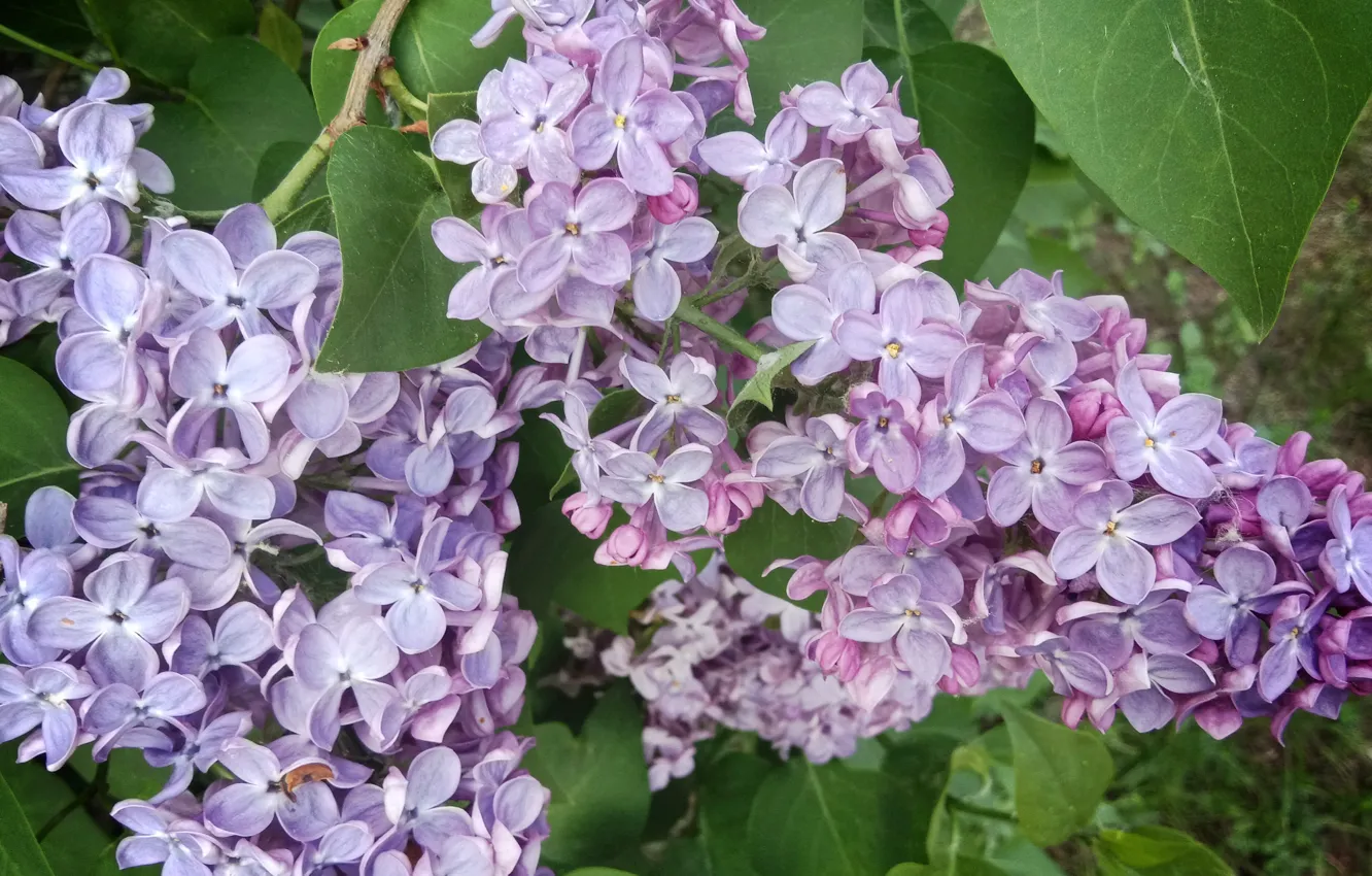 Photo wallpaper spring, Lilac, branch of lilac