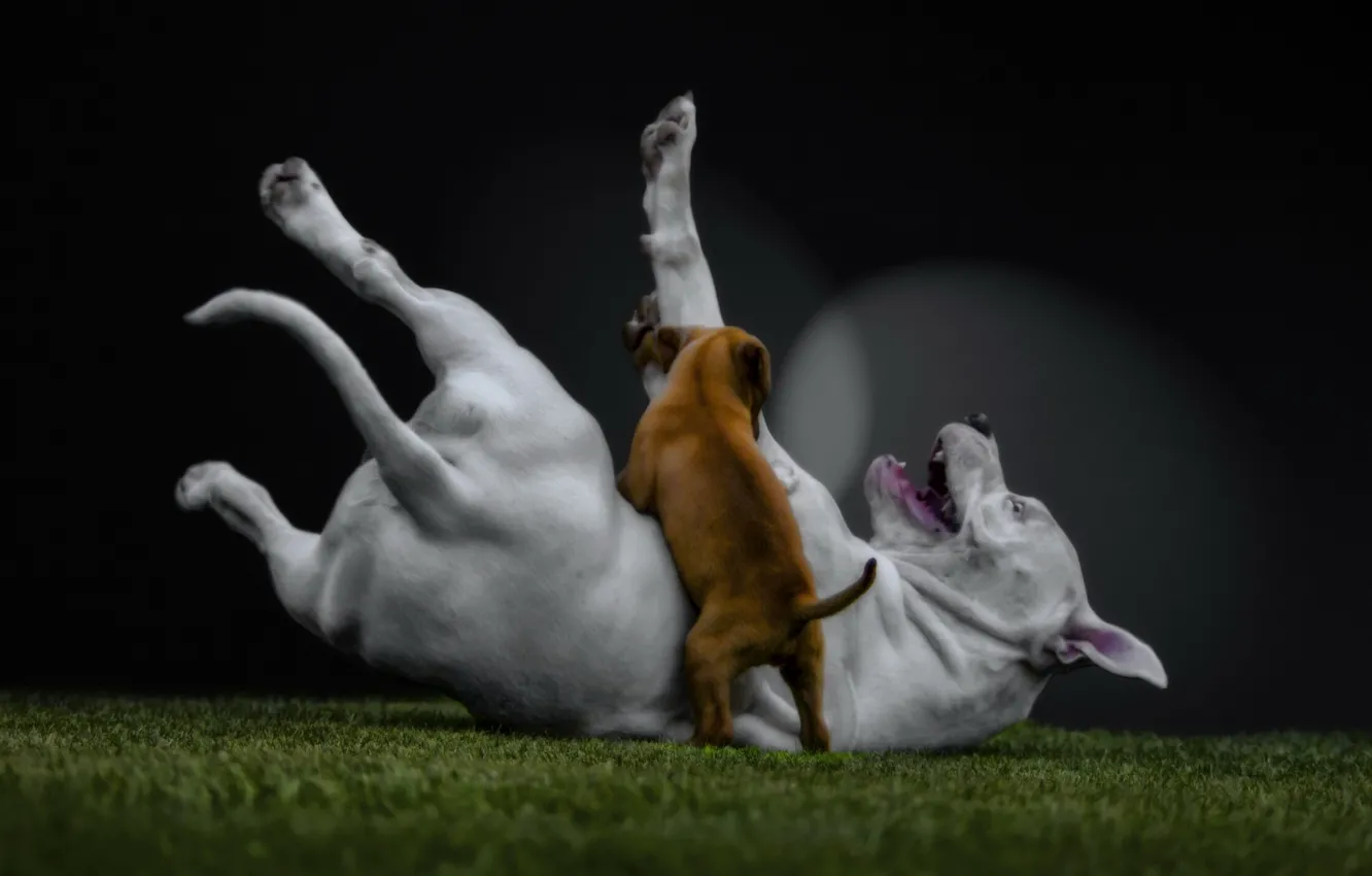 Photo wallpaper dog, puppy, lawn