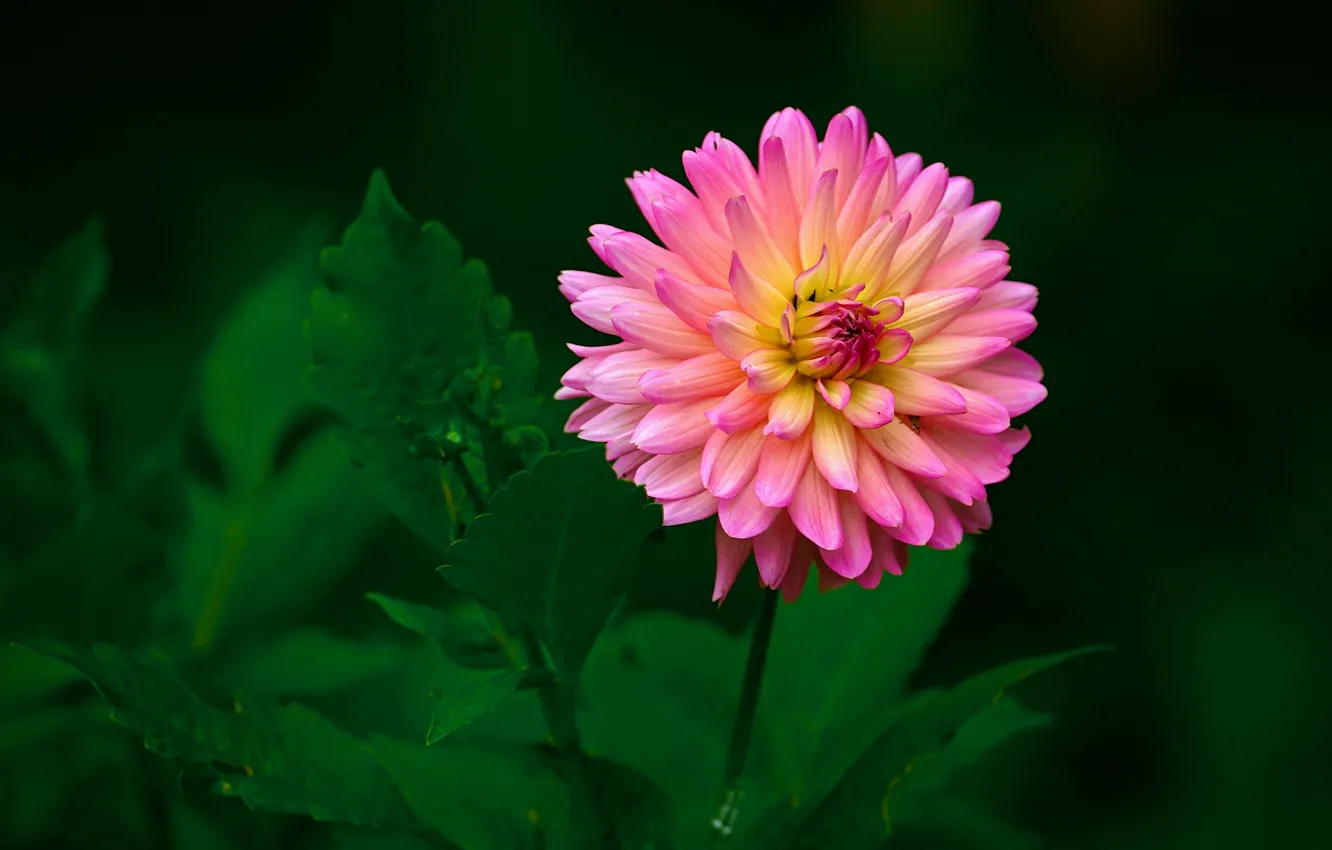 Photo wallpaper leaves, flowers, the dark background, pink, dahlias