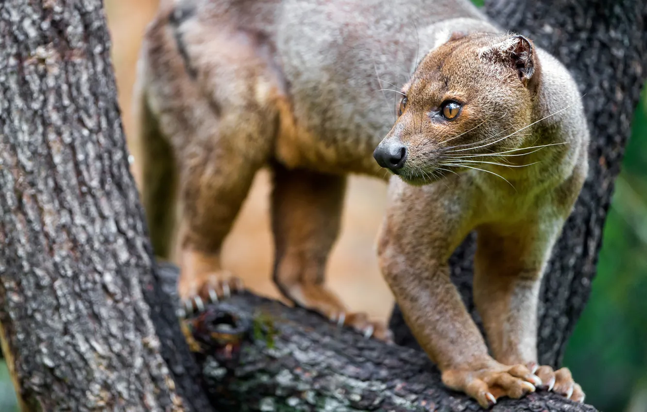 Wallpaper animals, face, nature, tree, claws, trunk, on the tree, fauna ...