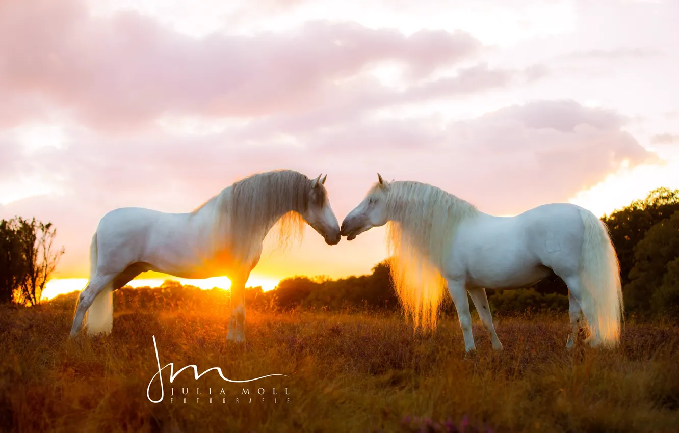 Wallpaper GRASS, WHITE, TAIL, GREENS, MANE, HORSE, LIGHT, DAWN, by