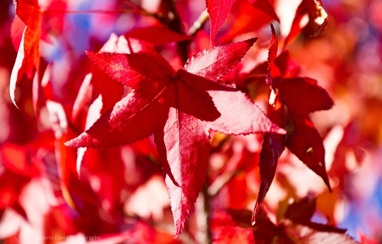 Photo wallpaper autumn, leaves, macro, maple