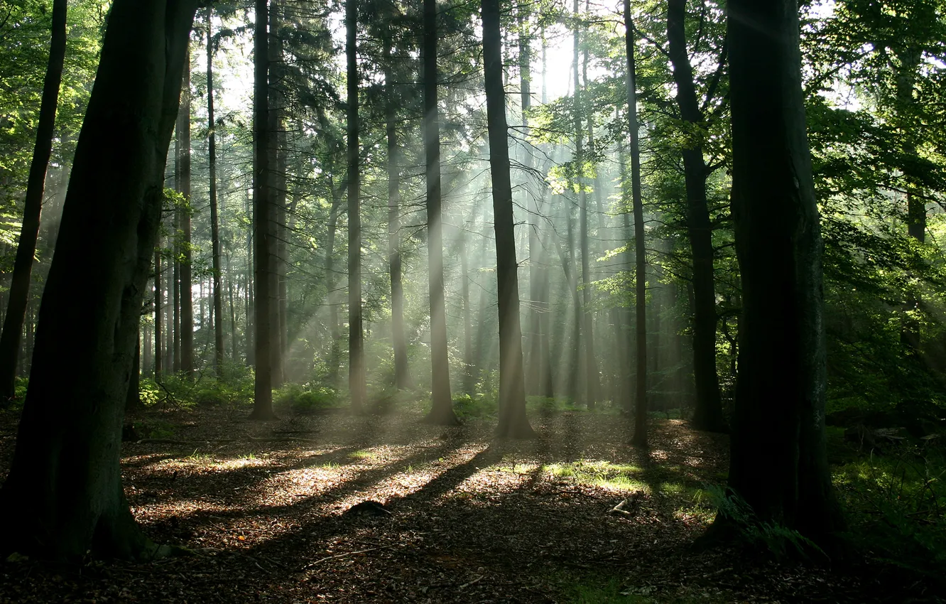 Photo wallpaper forest, rays, light, nature