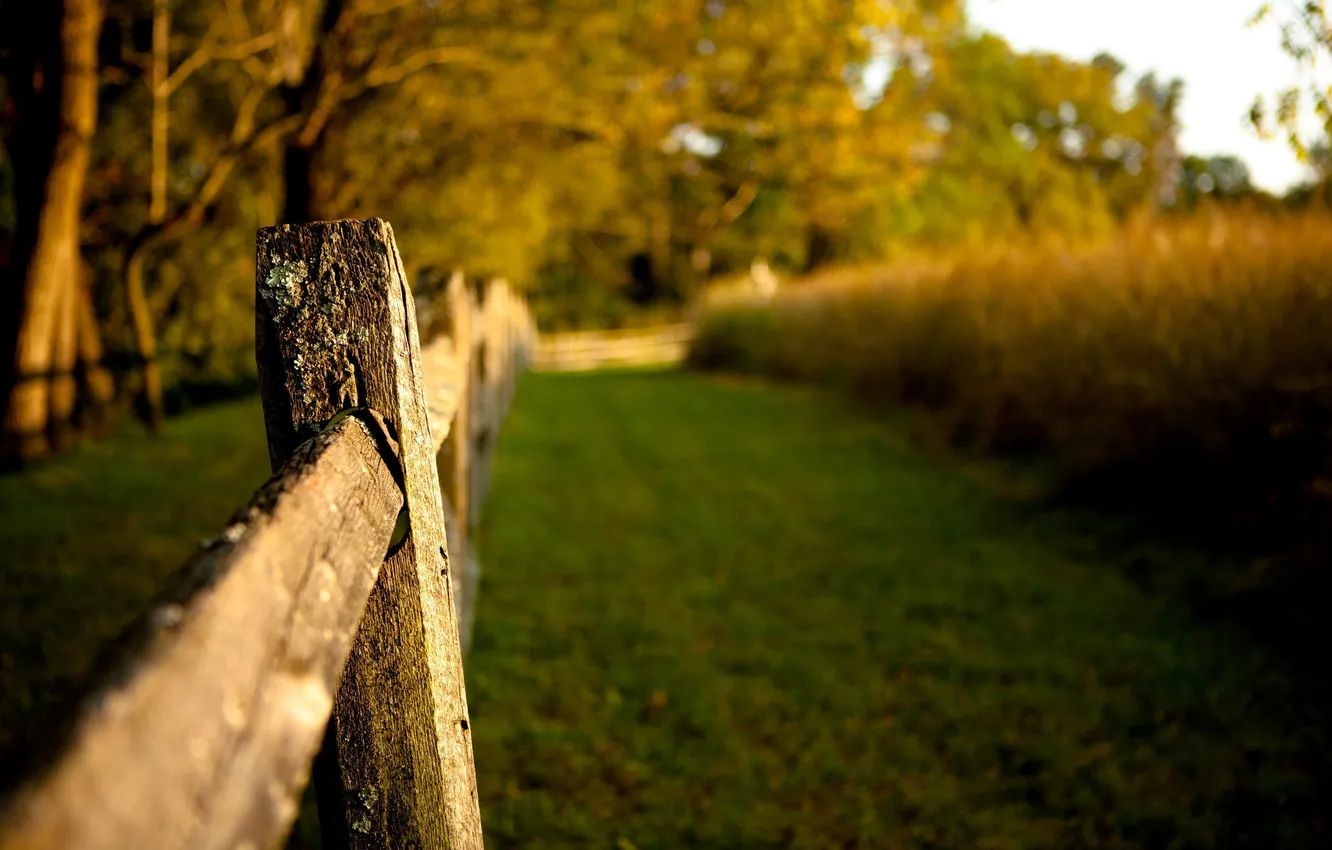 Photo wallpaper summer, grass, nature, background, Wallpaper, the fence, plant, blur