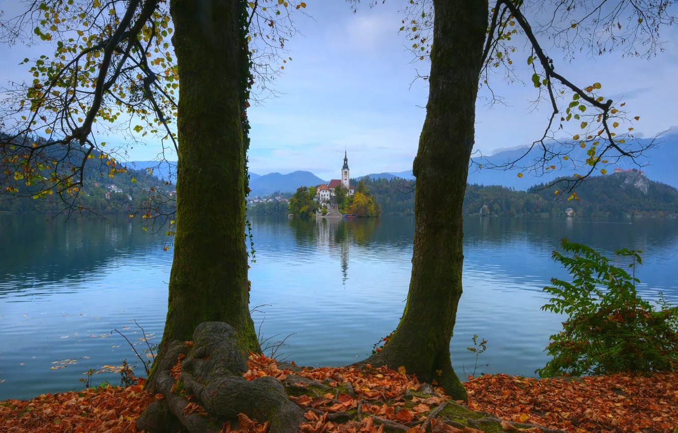 Photo wallpaper autumn, the sky, trees, mountains, branches, roots, fog, lake