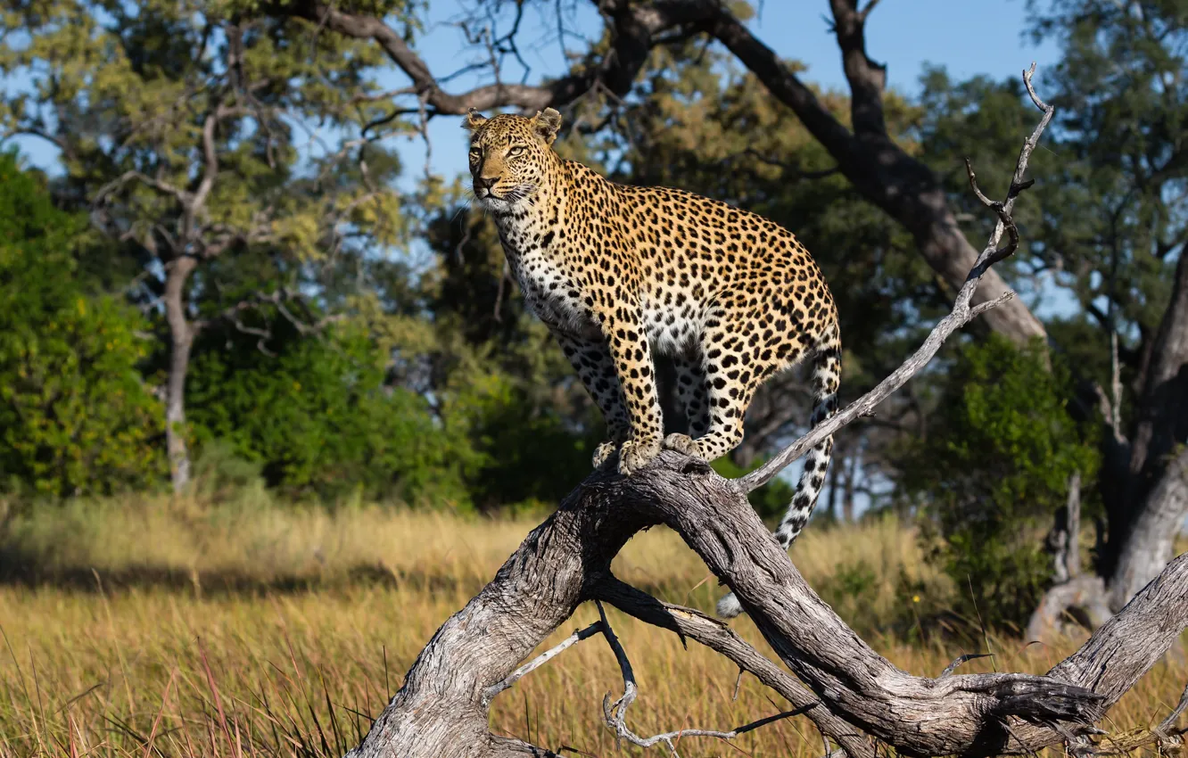 Photo wallpaper trees, branches, nature, leopard, snag, wild cat