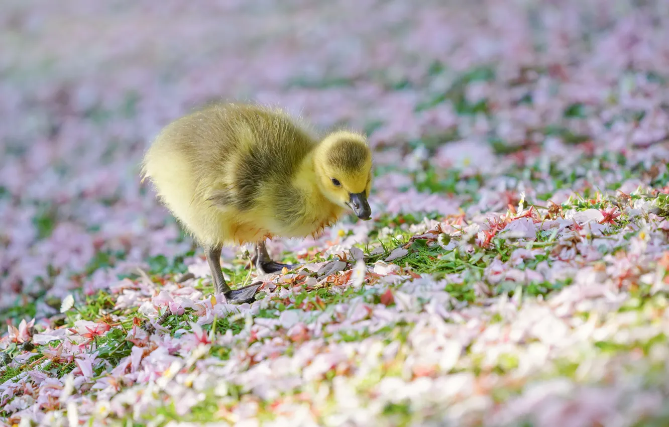 Photo wallpaper grass, light, flowers, yellow, bird, glade, spring, petals
