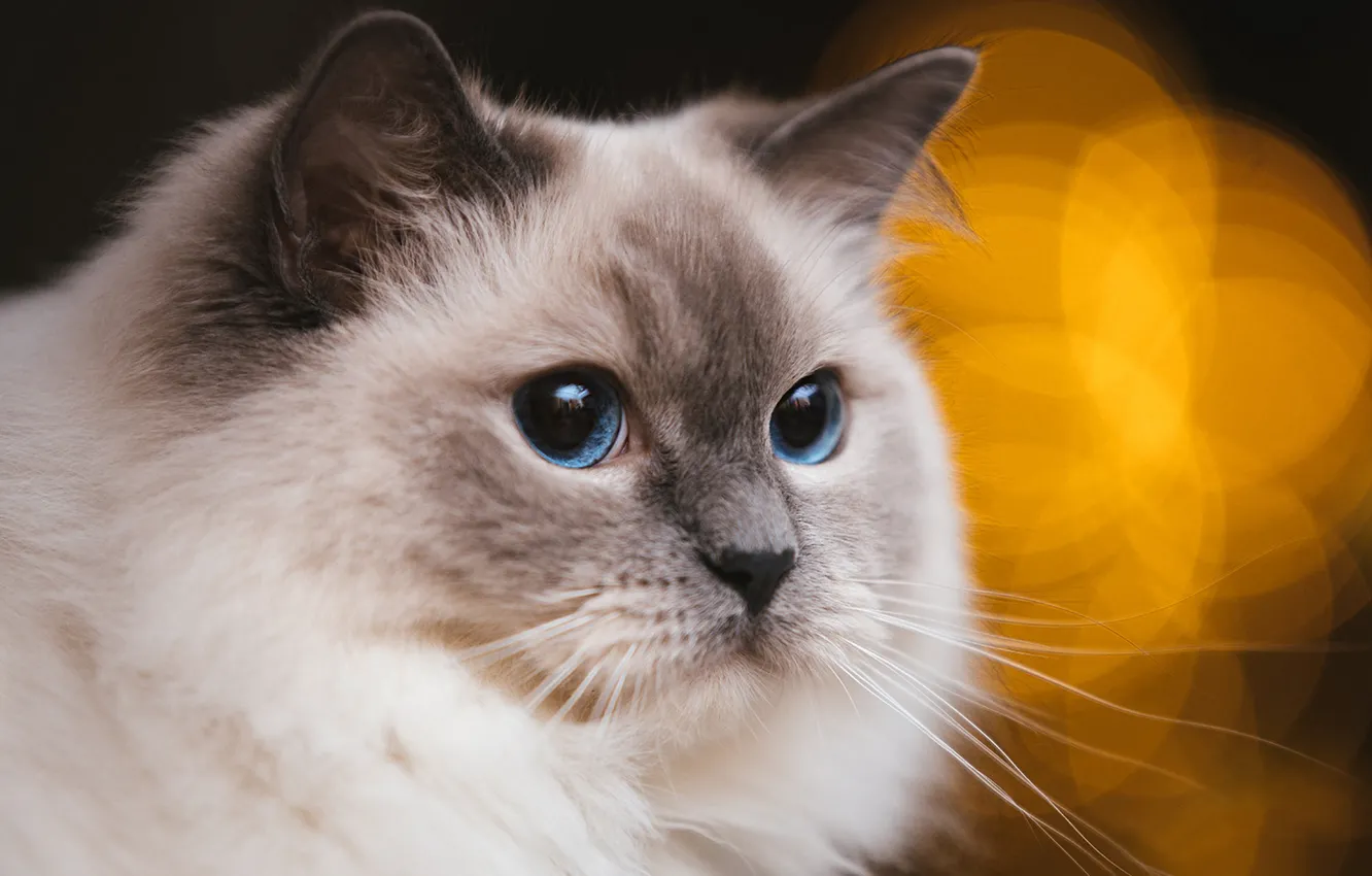 Photo wallpaper cat, cat, look, pose, face