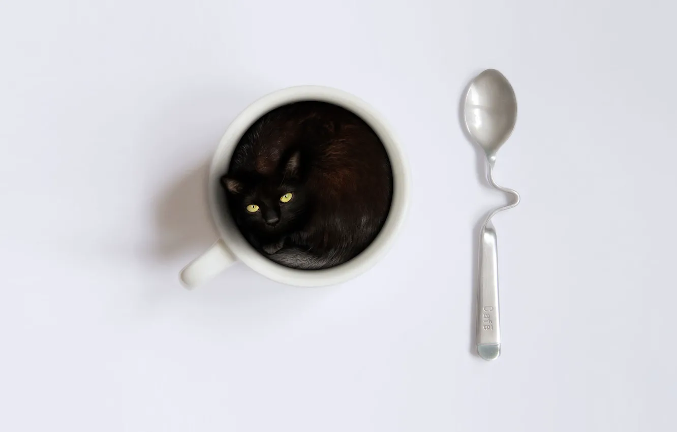 Photo wallpaper spoon, Cup, kitty