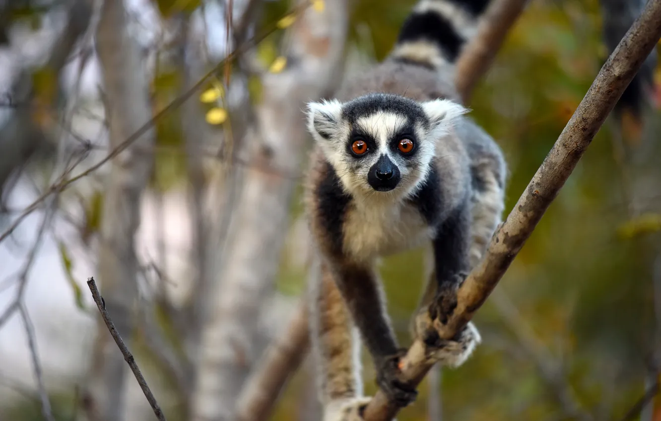Photo wallpaper look, trees, branches, nature, pose, legs, lemur, face