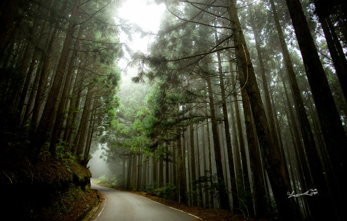 Photo wallpaper road, autumn, forest
