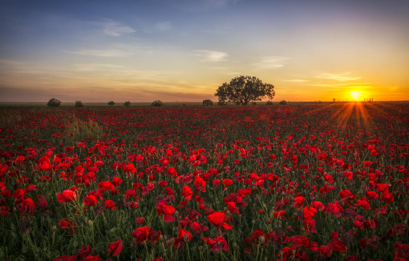 Photo wallpaper field, summer, the sky, the sun, clouds, rays, trees, landscape