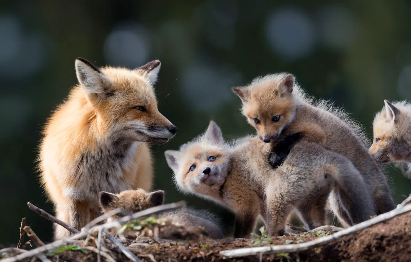Photo wallpaper look, branches, pose, background, baby, Fox, Fox, cub