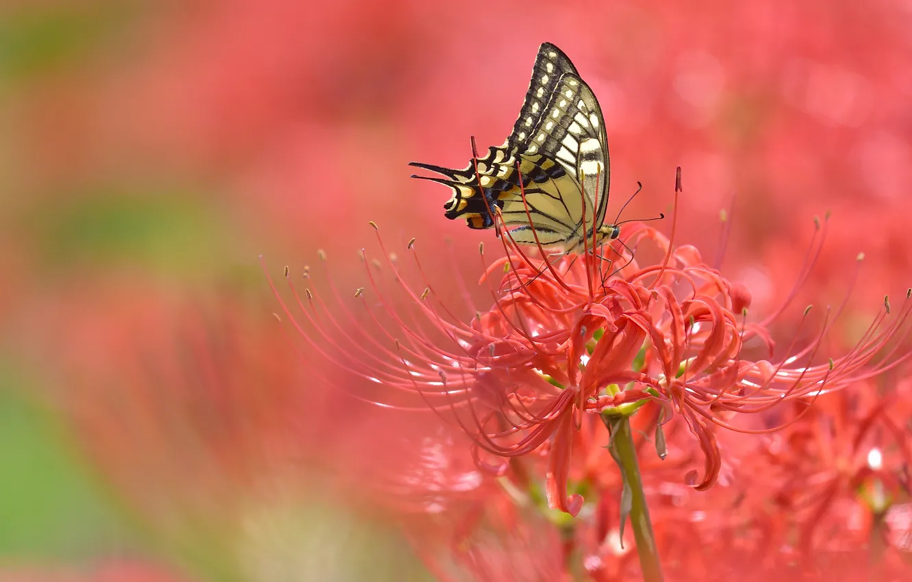 Photo wallpaper macro, flowers, butterfly, red, bokeh, he lost his parents,, spider Lily