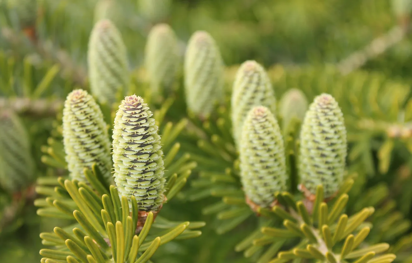 Photo wallpaper macro, branches, nature, needles, bumps