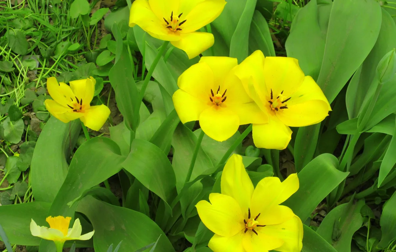 Photo wallpaper flowers, yellow tulips, spring 2018, Meduzanol ©