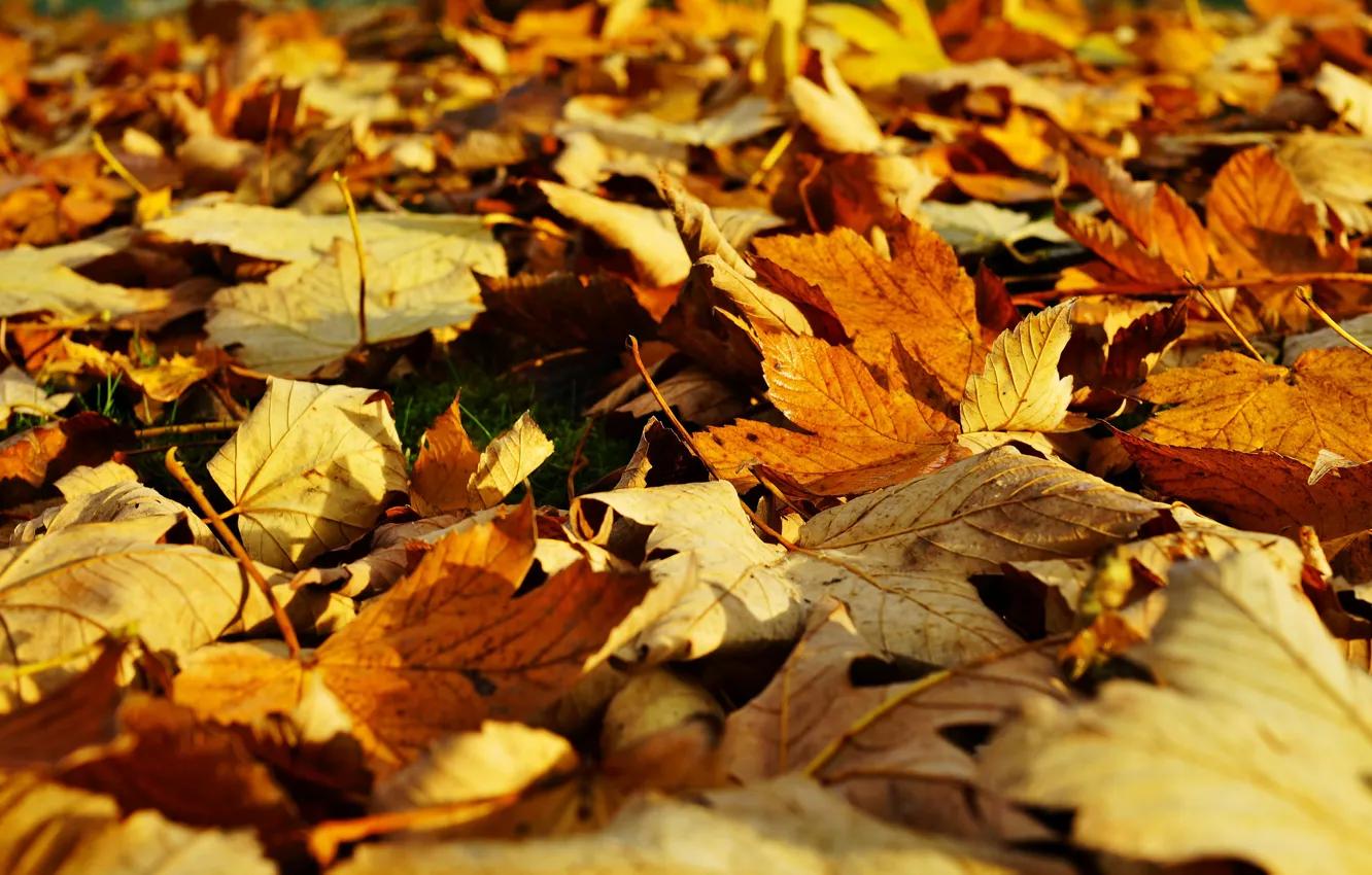 Photo wallpaper autumn, light, yellow, glade, falling leaves, maple, bokeh, autumn leaves