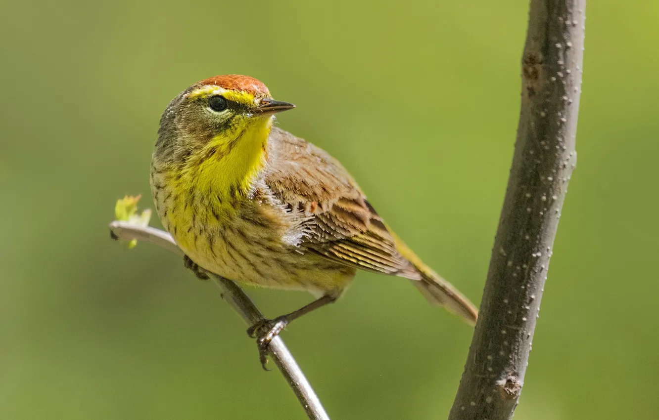 Photo wallpaper branches, bird, beak, palm forest songster