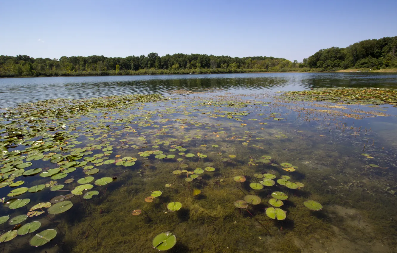 Photo wallpaper forest, leaves, nature, pond, round, swamp, stranded