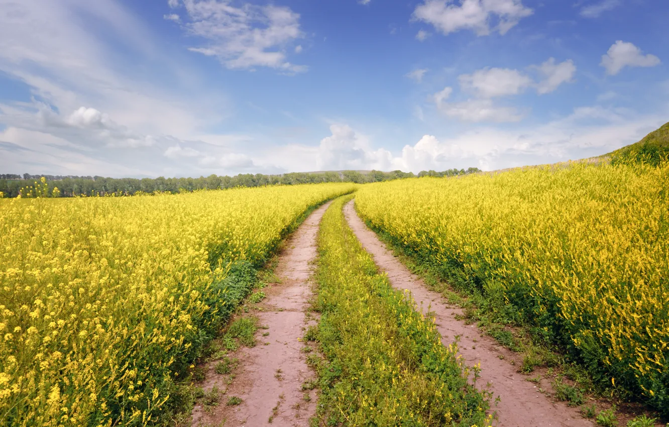 Photo wallpaper road, field, summer, the sky, clouds, flowers, yellow, the way