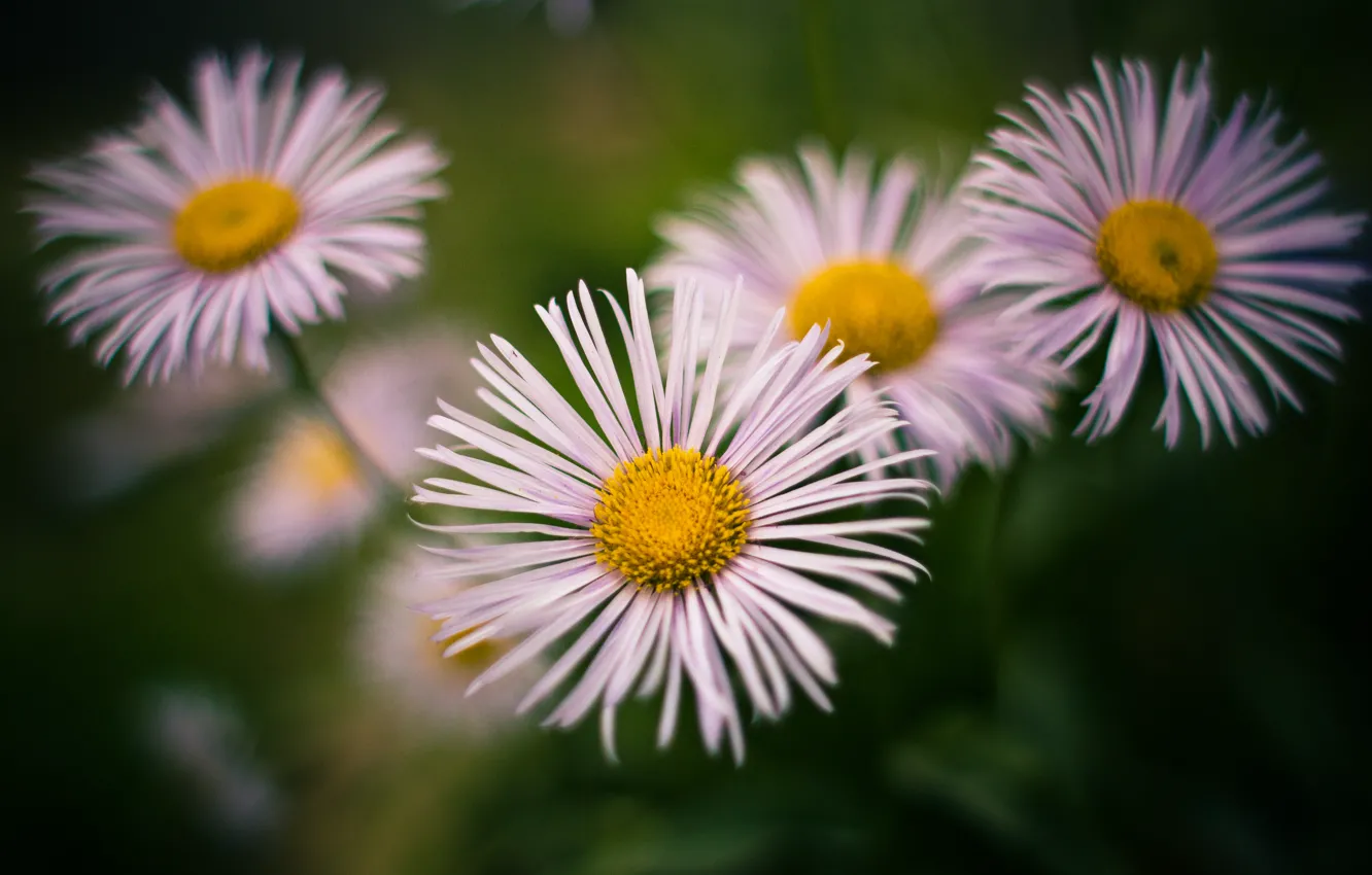 Photo wallpaper summer, heat, Wallpaper, chamomile