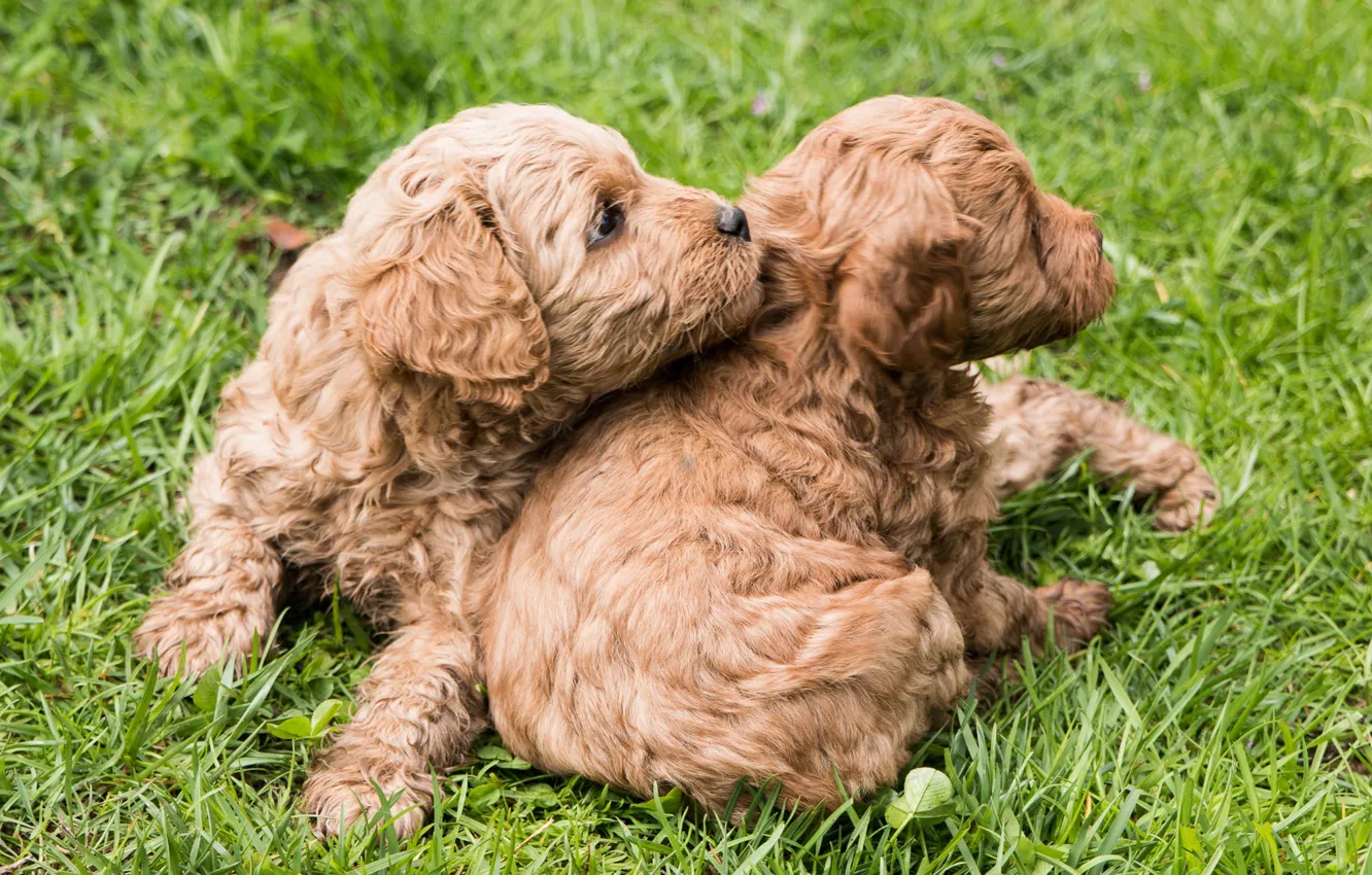 Photo wallpaper baby, puppy, breed
