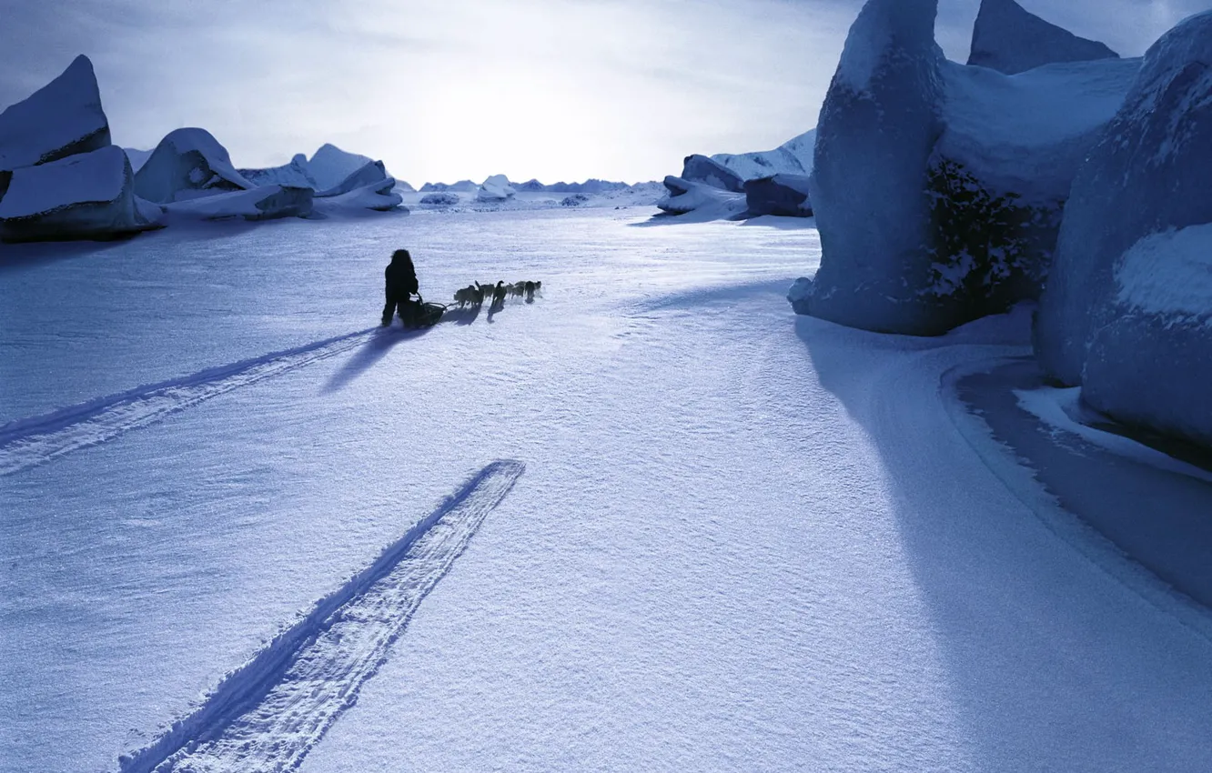 Photo wallpaper dogs, snow