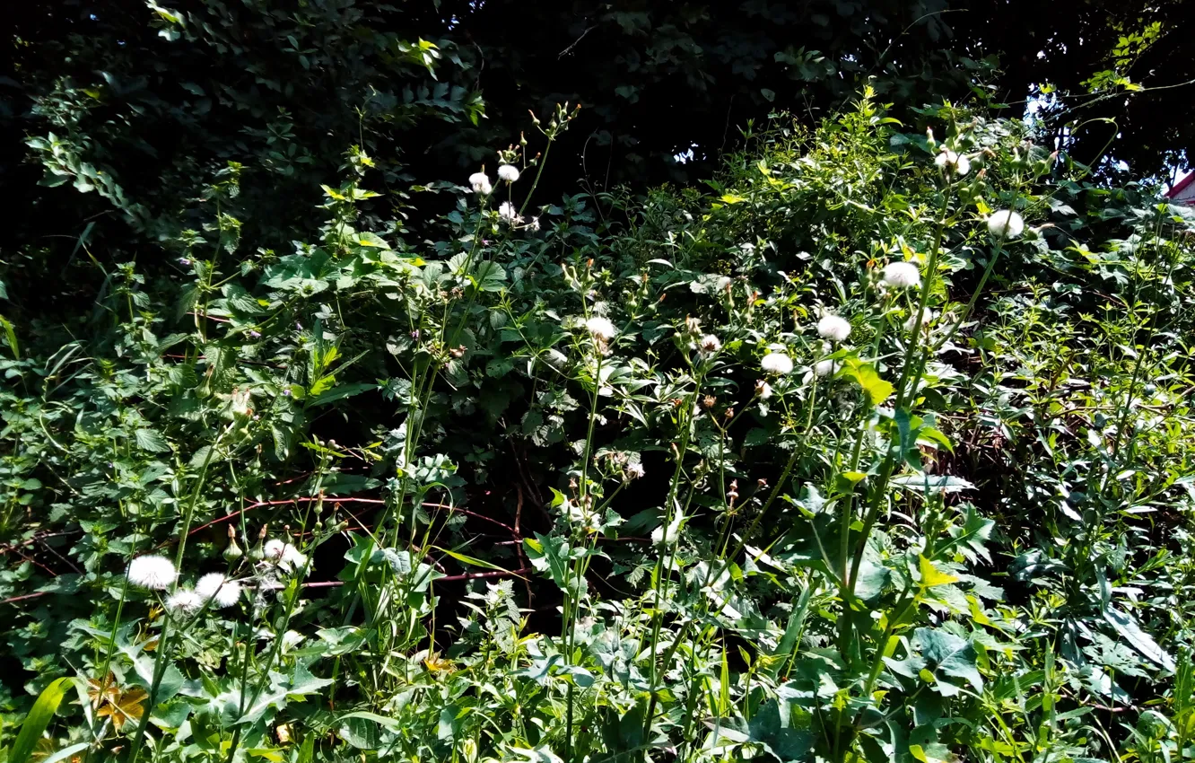 Photo wallpaper summer, nature, flowers