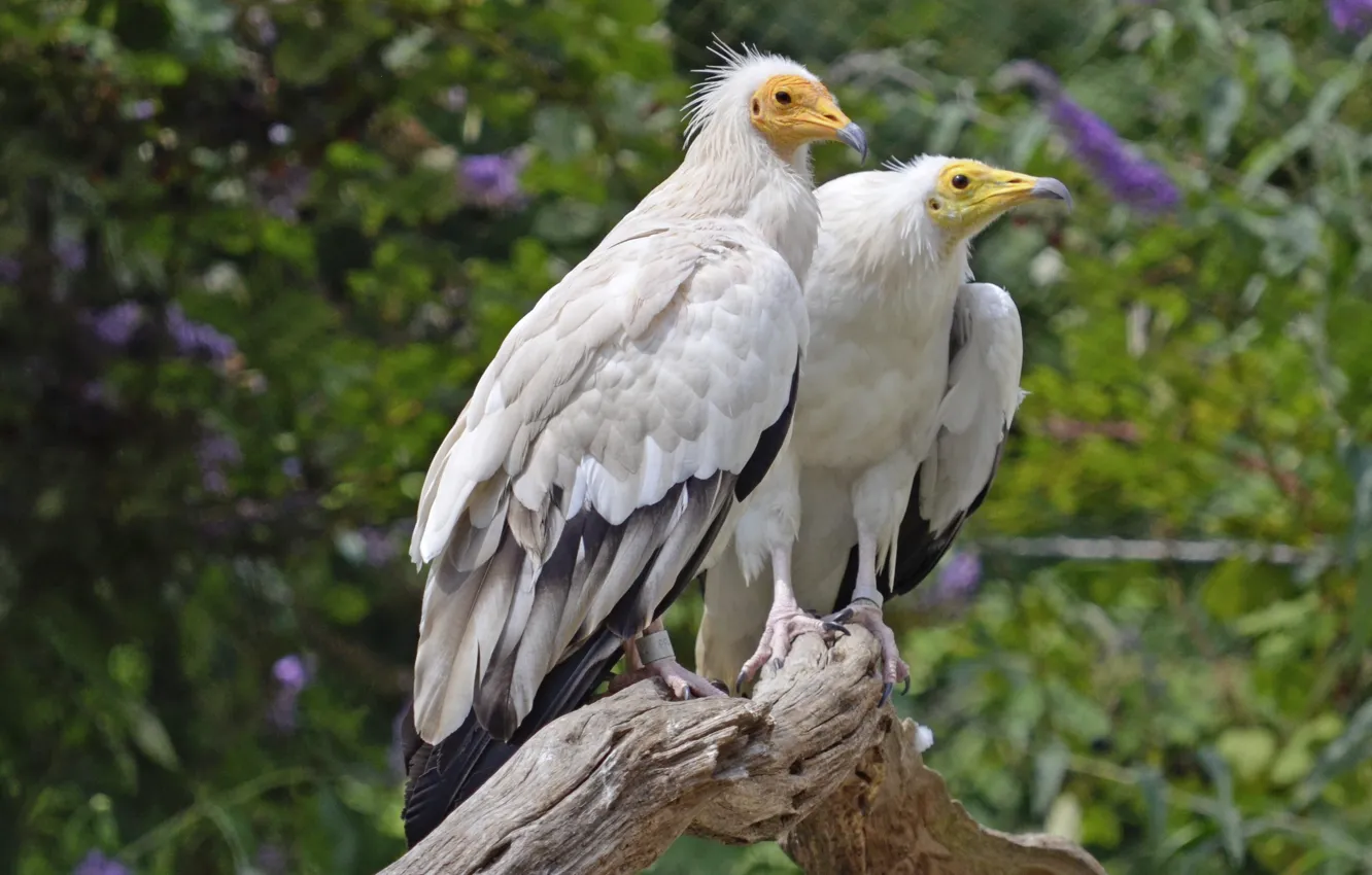 Photo wallpaper pair, Raptors, two white bird perching on branch, Egyptian Vulture