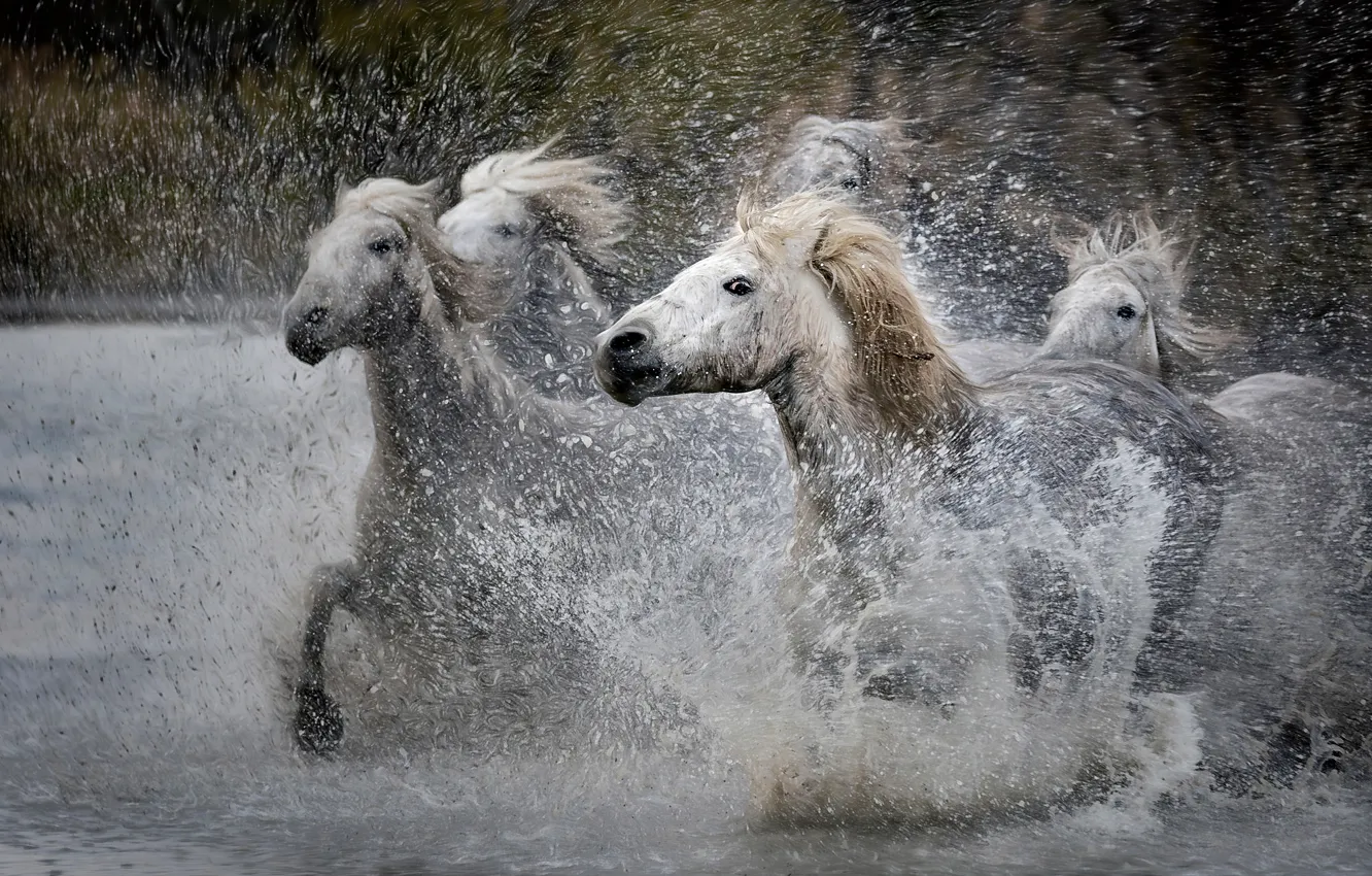 Photo wallpaper wave, look, drops, squirt, nature, horses, treatment, horse