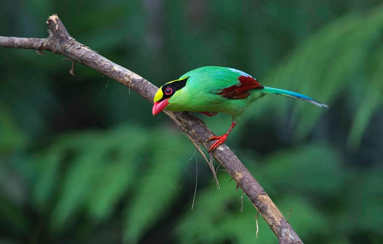 Photo wallpaper bird, paint, branch, feathers, beak, tail, green Cissa