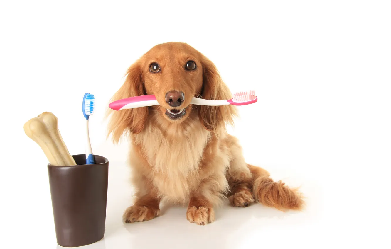 Photo wallpaper care, dog, animal, cute, brush, dachshund, bone, canine