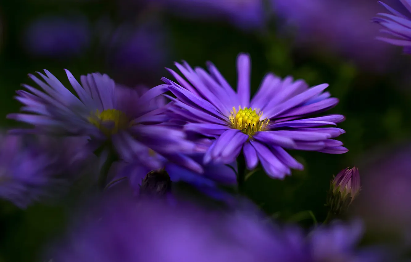 Photo wallpaper flowers, background, blur, petals, garden, purple, asters