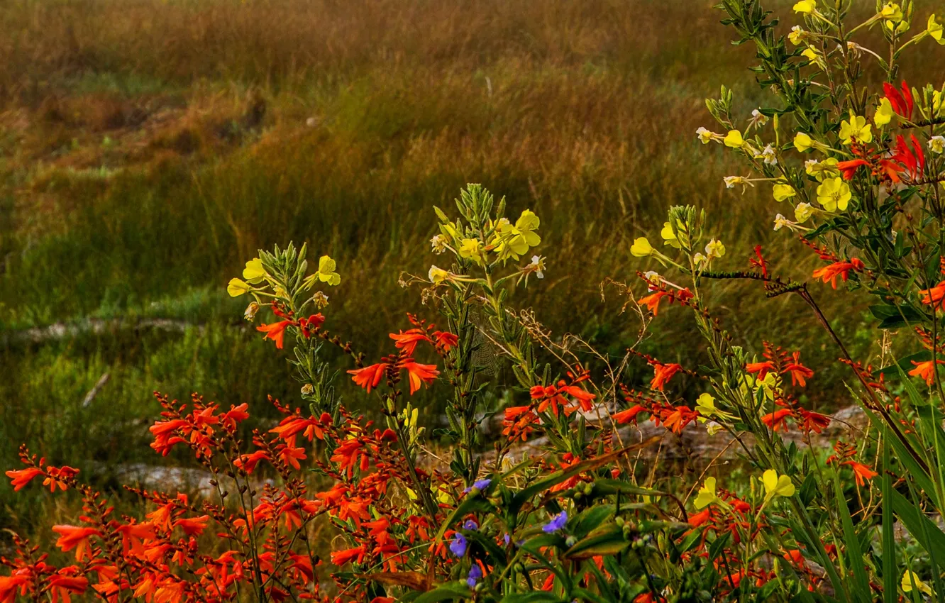 Photo wallpaper field, grass, flowers, meadow